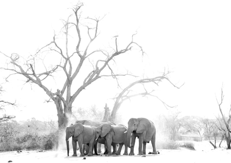 The desert-adapted elephants of Namibia - Brandberg