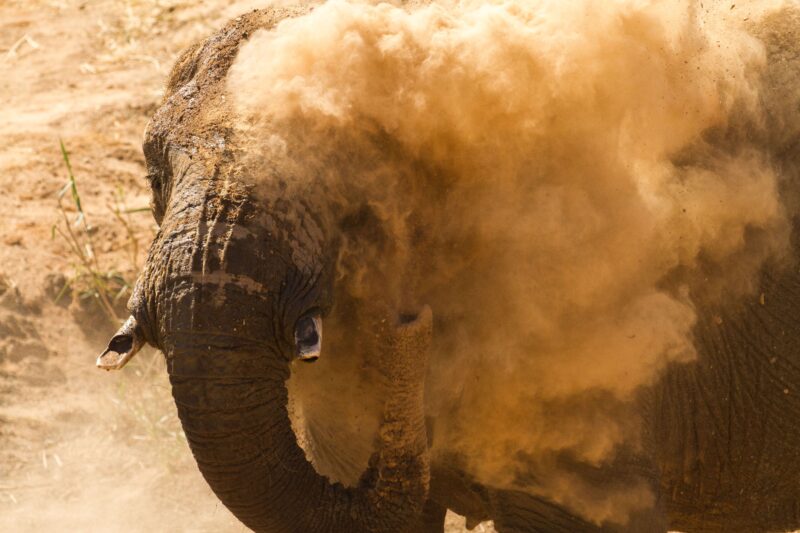 When in Namibia... A desert dust bath - Brandberg