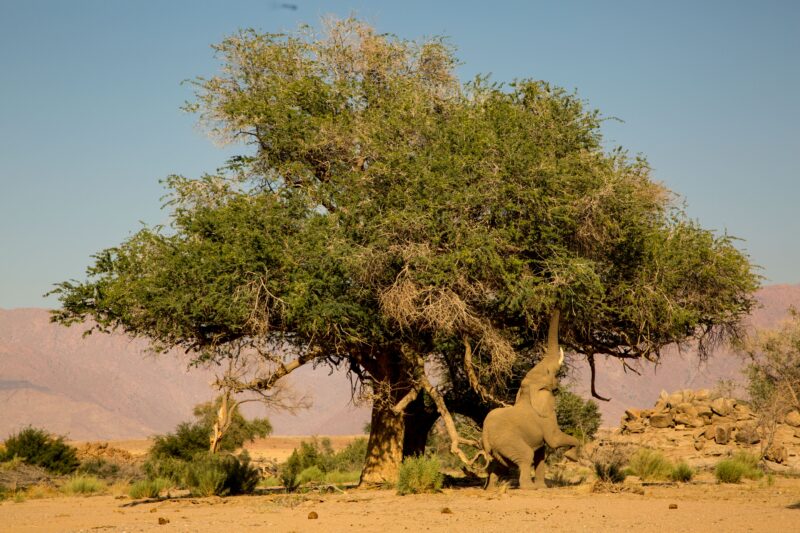They have clearly learnt some tricks from their cousins in Mana Pools - Brandberg