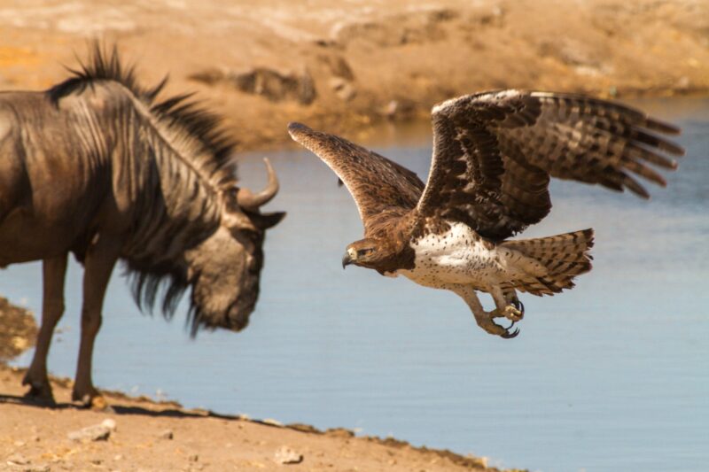 Patience is key at the waterholes of Etosha