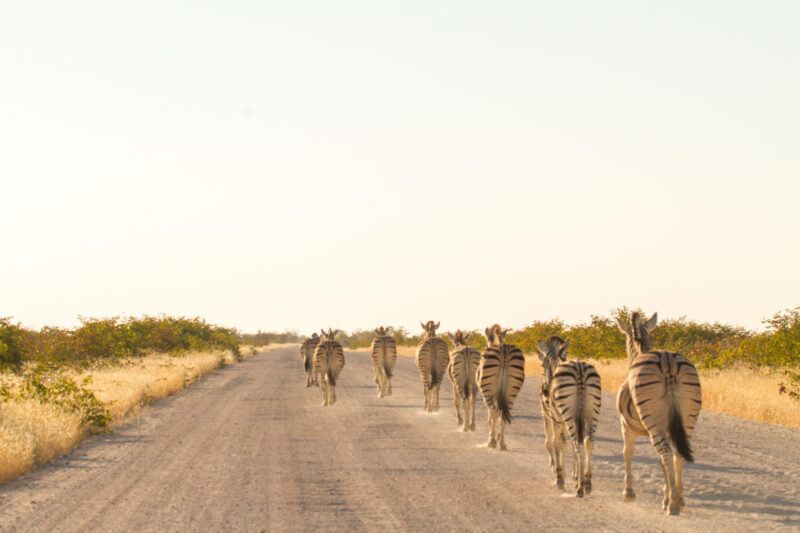 More of a zebra traffic jam versus zebra crossing - Etosha