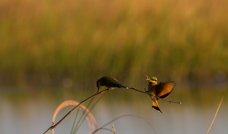 Bee-eaters doing what they are known best to do!