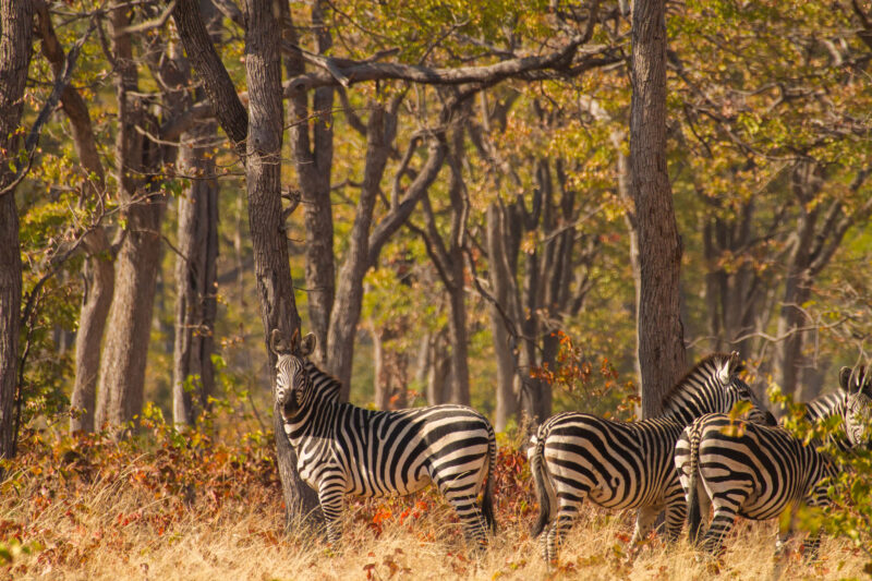 Zebras watching the human theatrics!