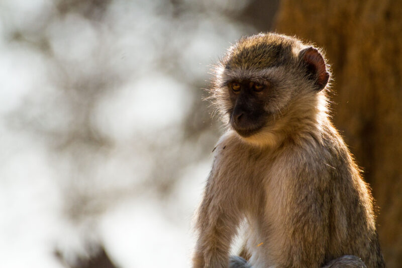 Even the cheeky monkeys seem cuter after the desert!
