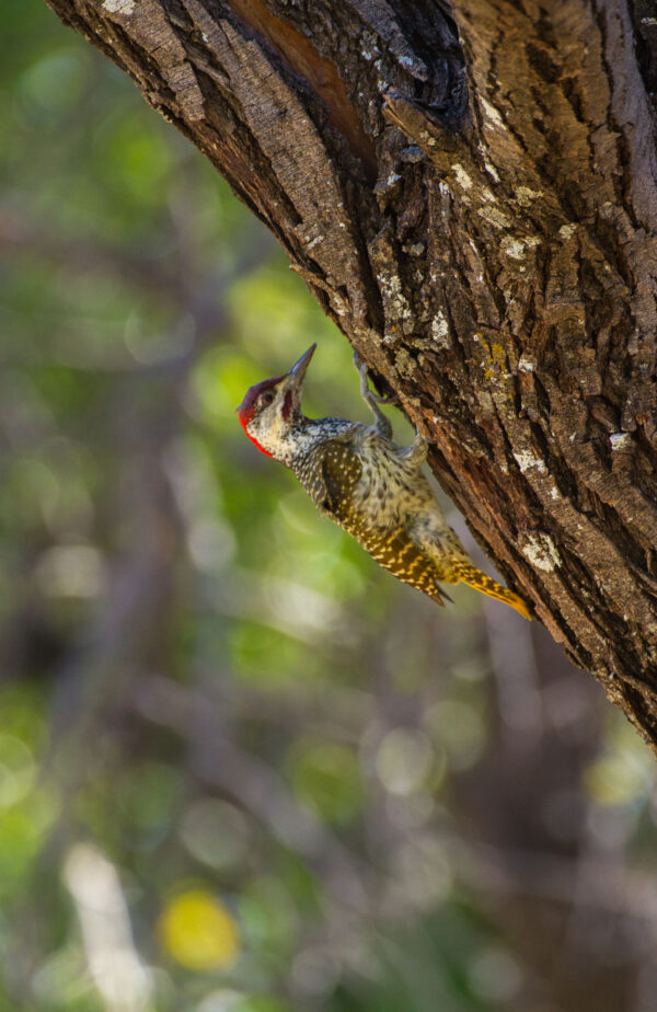 The area is alive with birdlife.